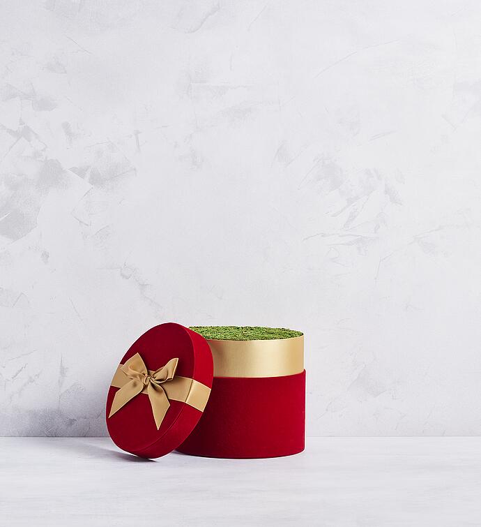 Candy Cane Amaryllis - Single
